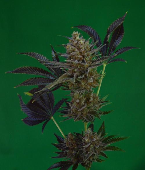 •WC×BBC • Lemonite•. Week 16