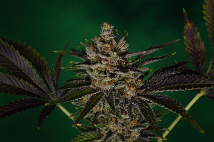 •WC×BBC • Lemonite•. Week 16