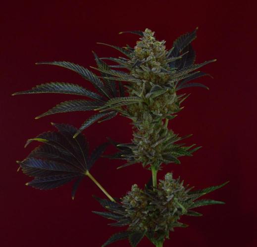 •WC×BBC • Lemonite•. Week 16