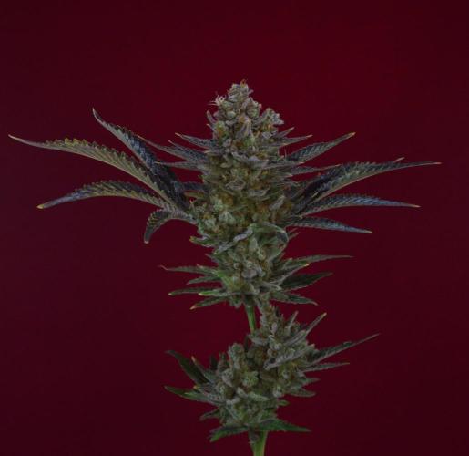 •WC×BBC • Lemonite•. Week 16