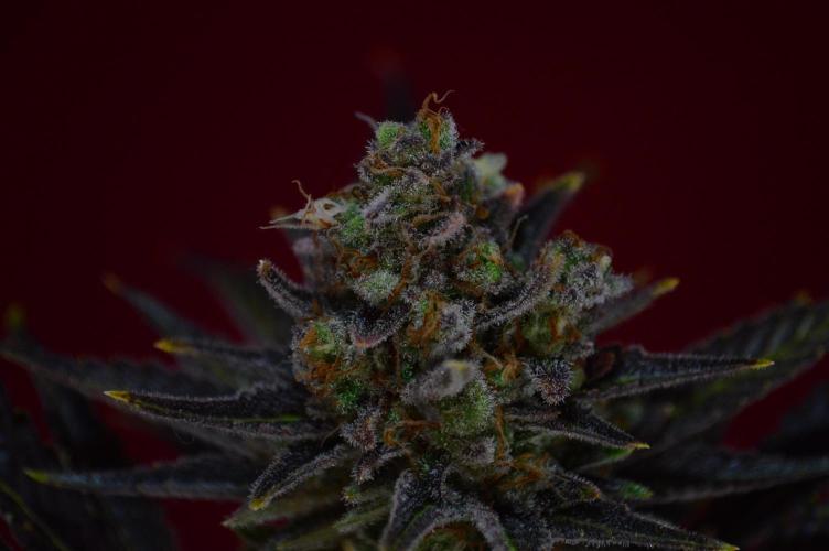 •WC×BBC • Lemonite•. Week 16