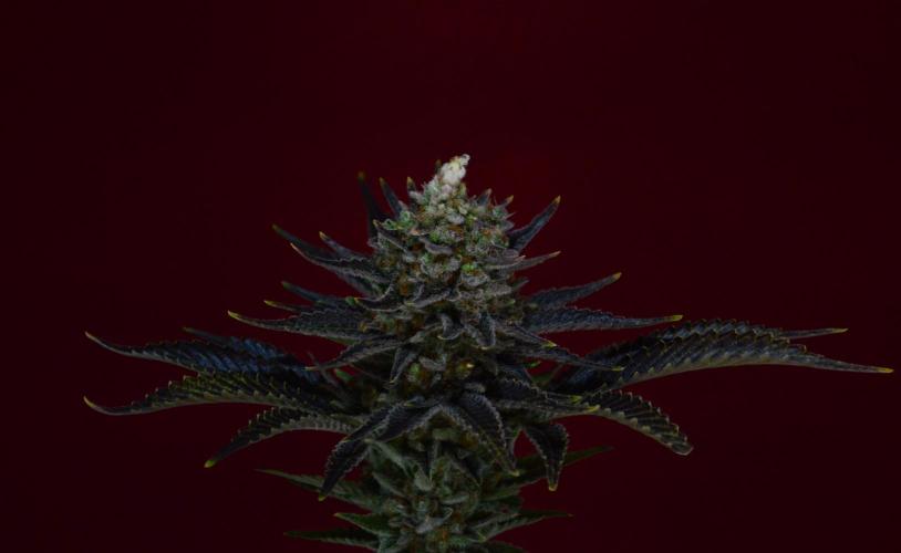 •WC×BBC • Lemonite•. Week 16