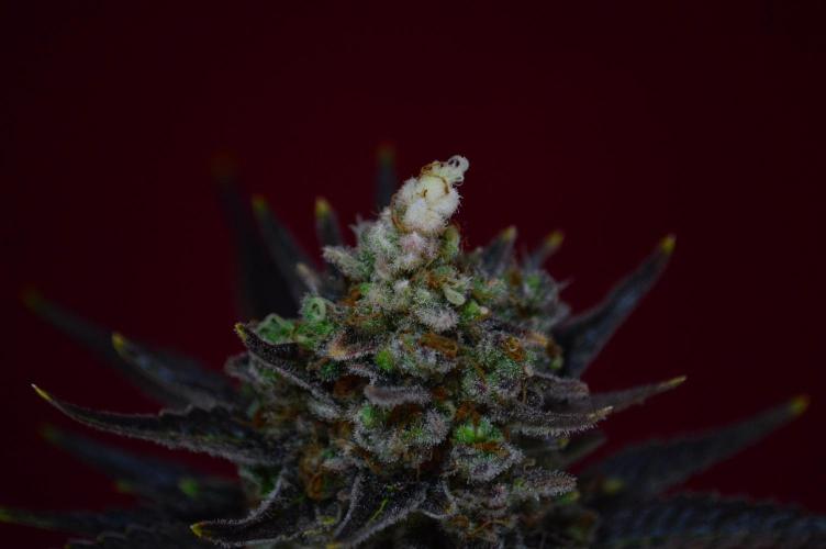 •WC×BBC • Lemonite•. Week 16