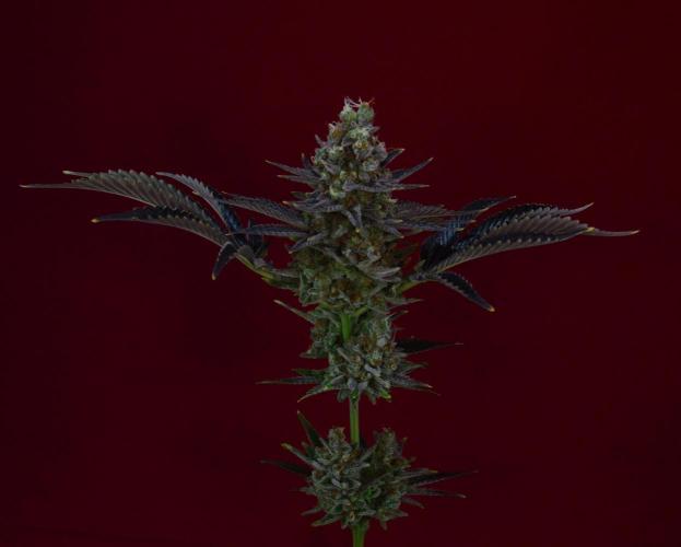 •WC×BBC • Lemonite•. Week 16