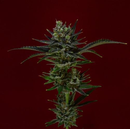 •WC×BBC • Lemonite•. Week 16