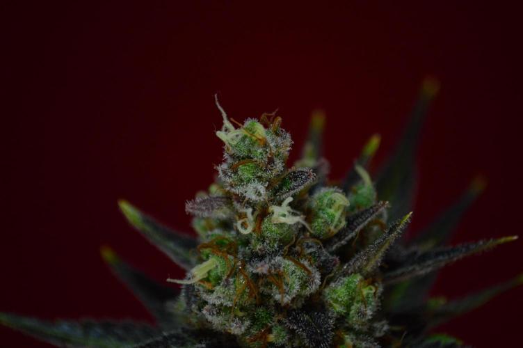 •WC×BBC • Lemonite•. Week 16