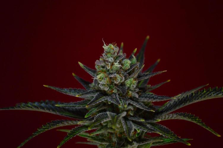 •WC×BBC • Lemonite•. Week 16