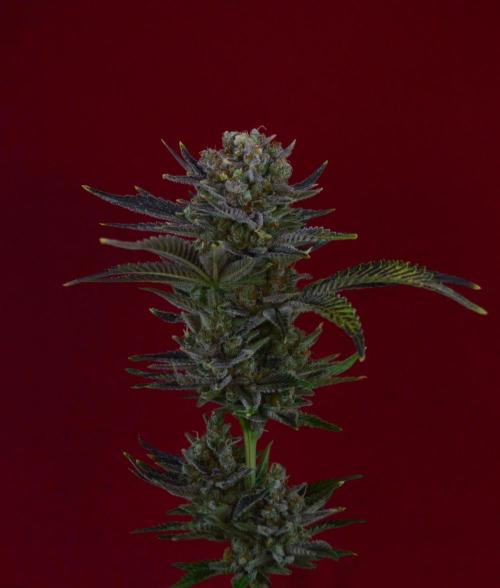 •WC×BBC • Lemonite•. Week 16