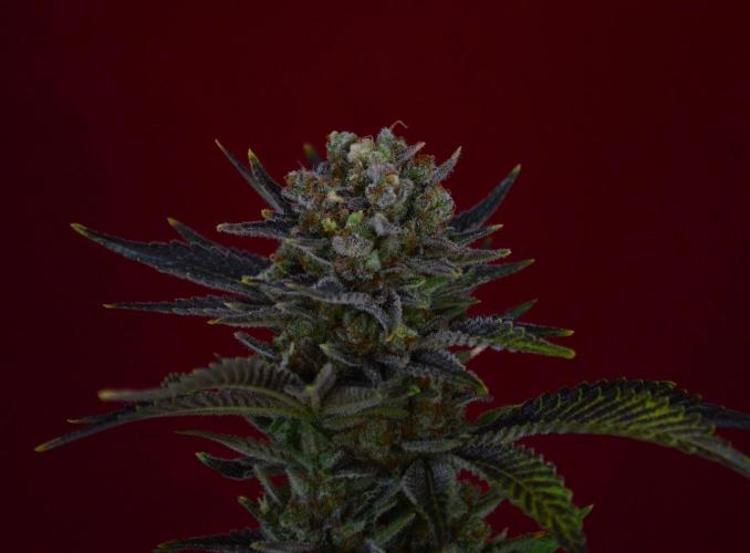 •WC×BBC • Lemonite•. Week 16