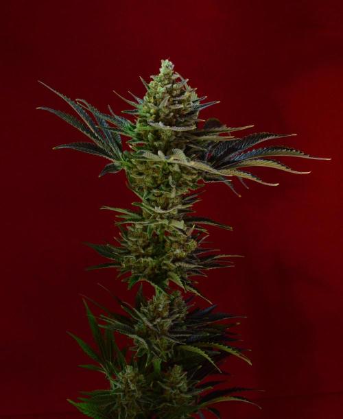 •WC×BBC • Lemonite•. Week 16