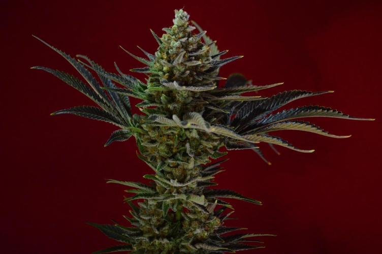 •WC×BBC • Lemonite•. Week 16