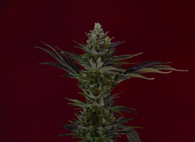 •WC×BBC • Lemonite•. Week 16