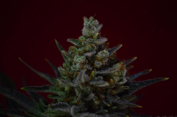 •WC×BBC • Lemonite•. Week 16