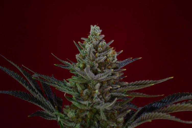 •WC×BBC • Lemonite•. Week 16