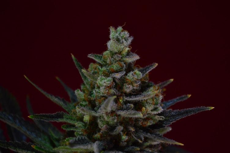 •WC×BBC • Lemonite•. Week 16