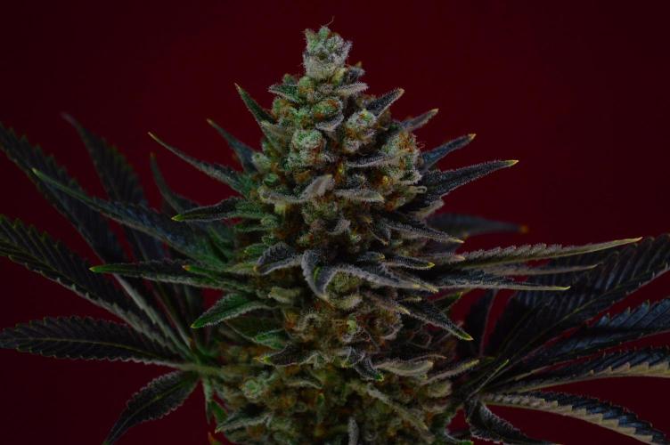 •WC×BBC • Lemonite•. Week 16