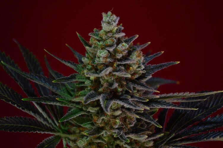 •WC×BBC • Lemonite•. Week 16