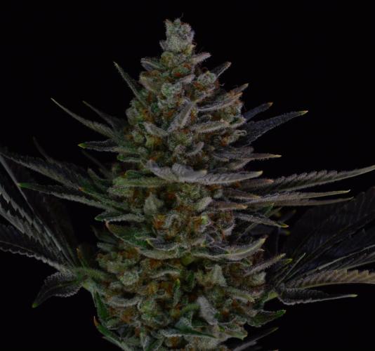 •WC×BBC • Lemonite•. Week 16