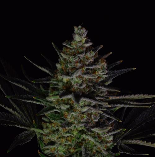 •WC×BBC • Lemonite•. Week 16