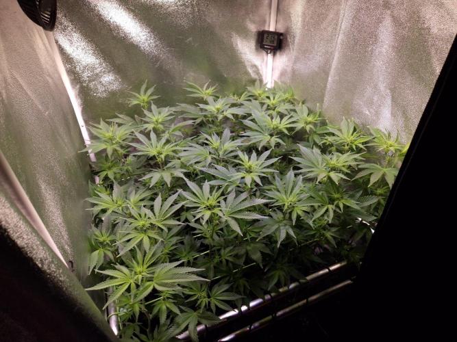 •LEMONITE • CLONES•. Week 8 - D56/14F