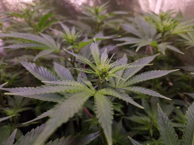 •LEMONITE • CLONES•. Week 8