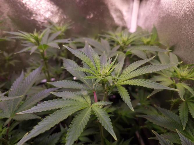 •LEMONITE • CLONES•. Week 8