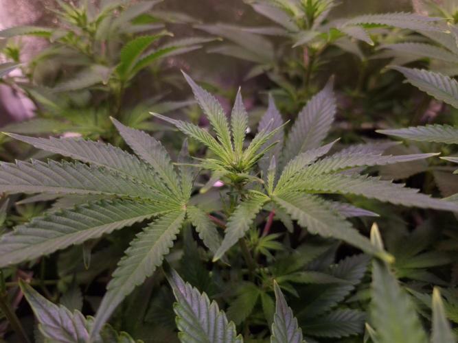 •LEMONITE • CLONES•. Week 8