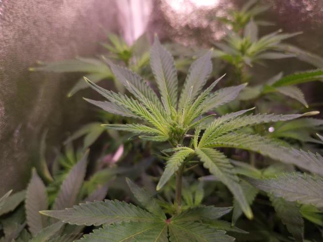 •LEMONITE • CLONES•. Week 8