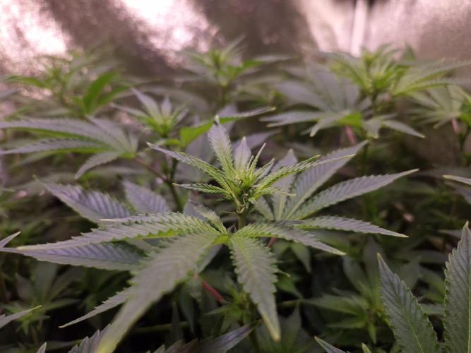 •LEMONITE • CLONES•. Week 8