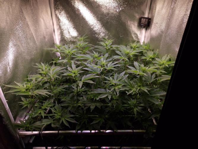 •LEMONITE • CLONES•. Week 8