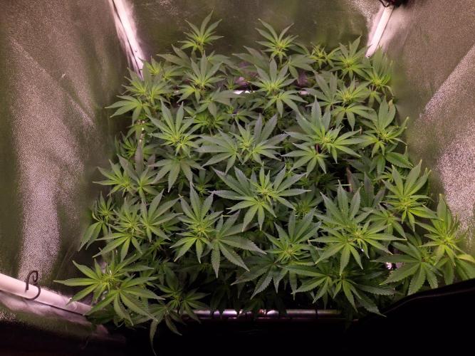 •LEMONITE • CLONES•. Week 8