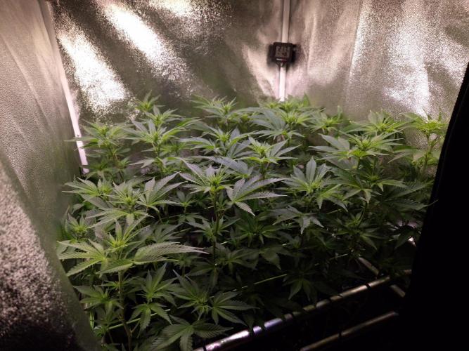 •LEMONITE • CLONES•. Week 8