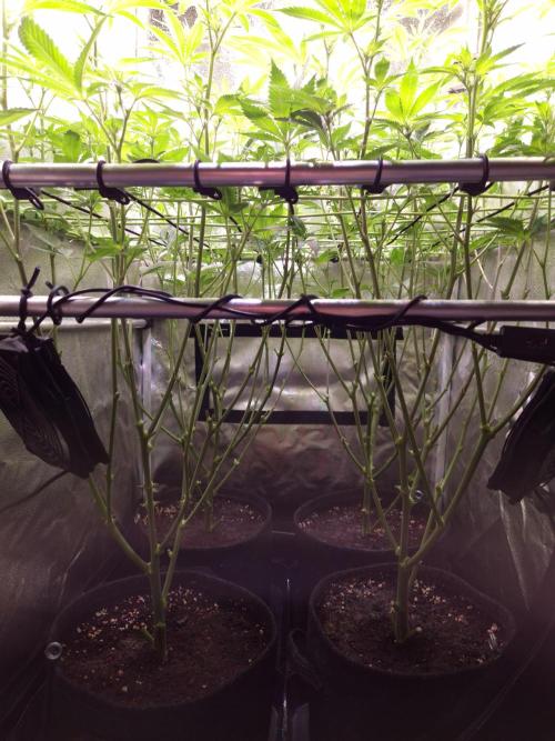 •LEMONITE • CLONES•. Week 8