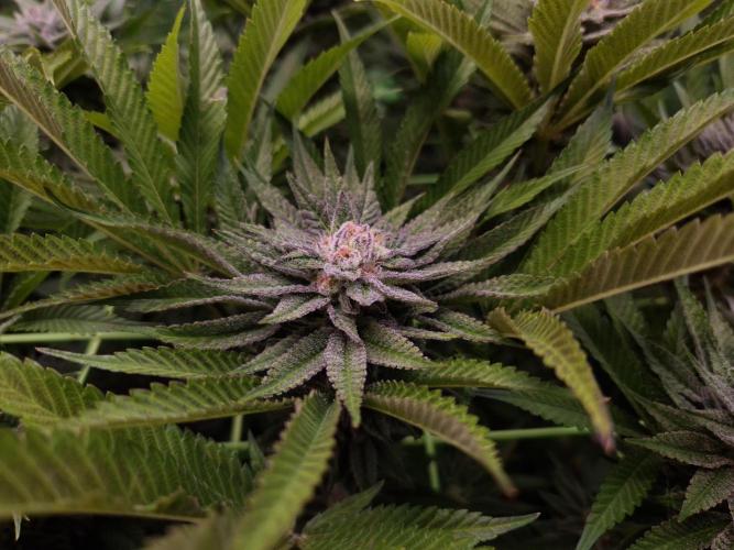 • Lemon Orange •. Week 12 - D84/42F