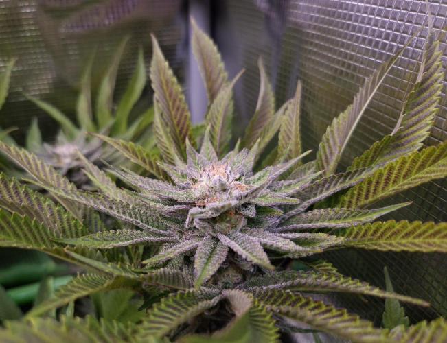 • Lemon Orange •. Week 12