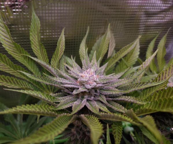 • Lemon Orange •. Week 12