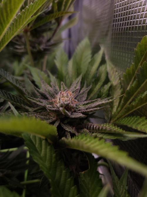 • Lemon Orange •. Week 12