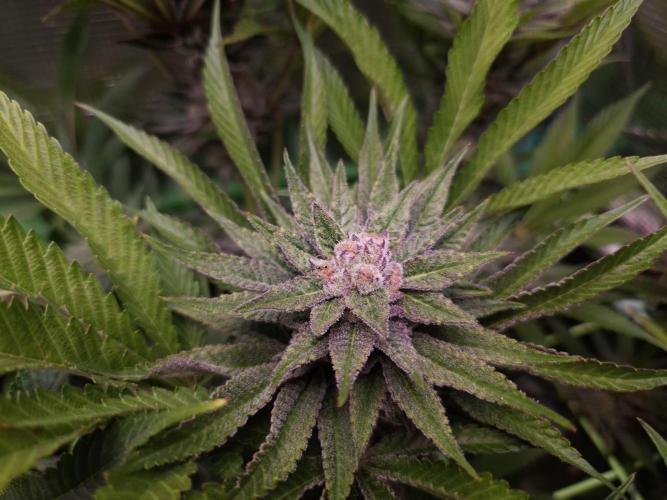 • Lemon Orange •. Week 12