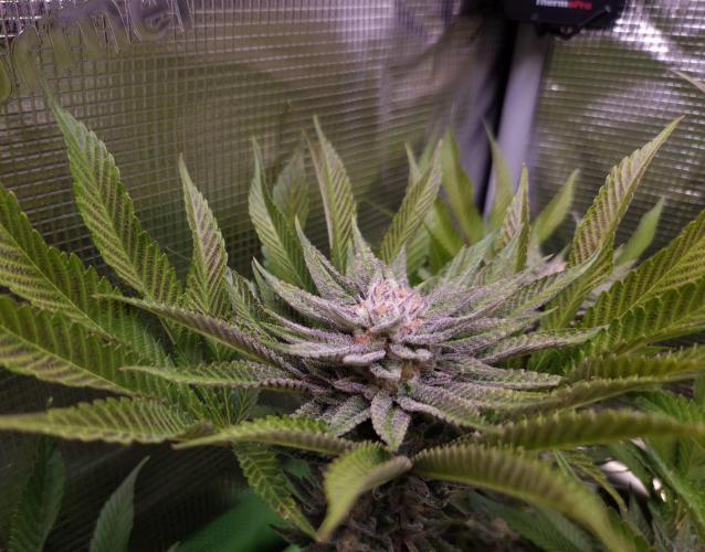 • Lemon Orange •. Week 12