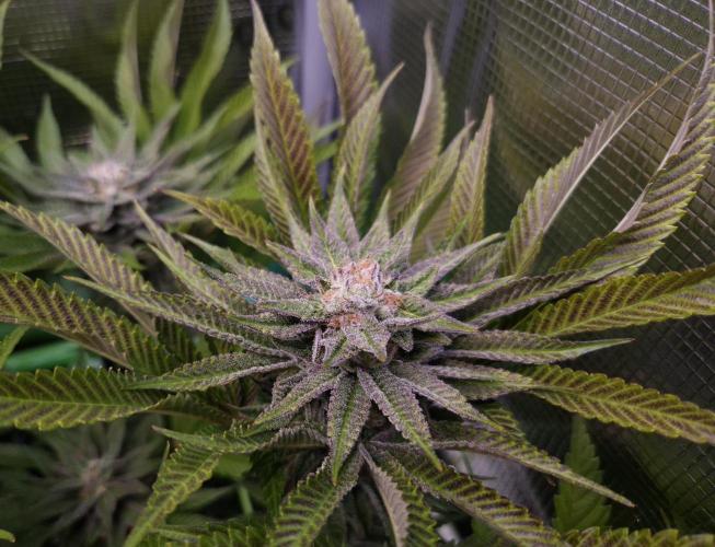 • Lemon Orange •. Week 12