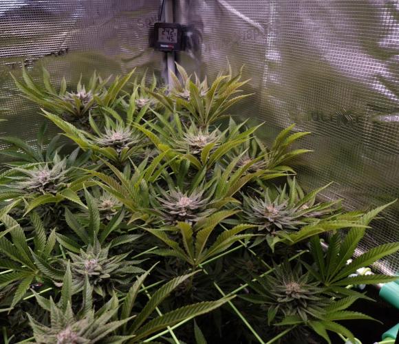 • Lemon Orange •. Week 12