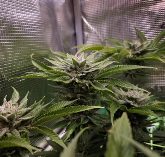 • Lemon Orange •. Week 12