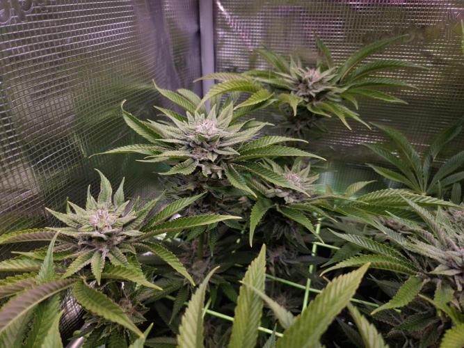 • Lemon Orange •. Week 12