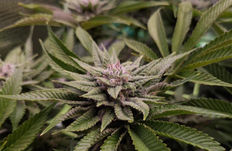 • Lemon Orange •. Week 12