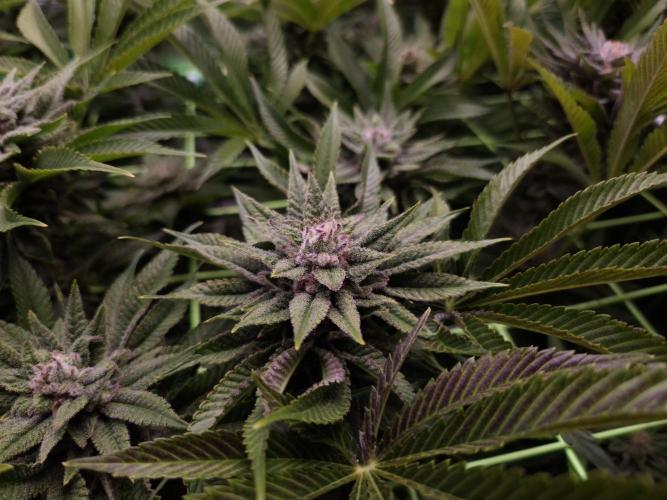 • Lemon Orange •. Week 12