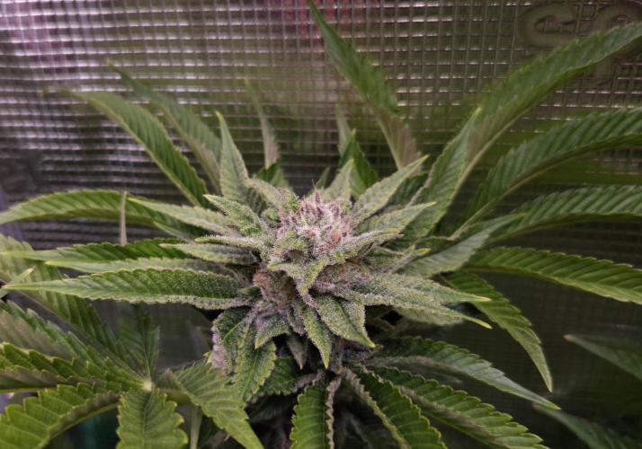 • Lemon Orange •. Week 12