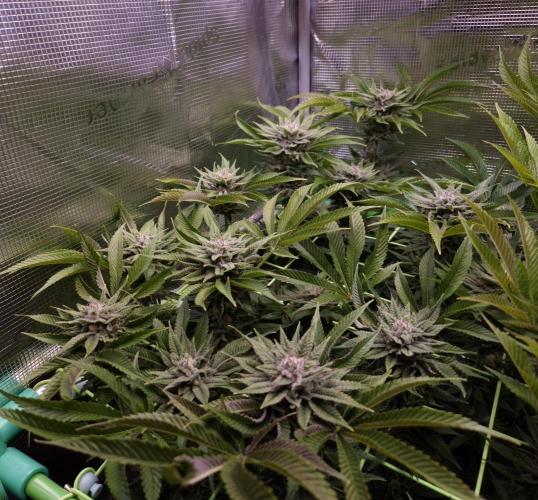 • Lemon Orange •. Week 12