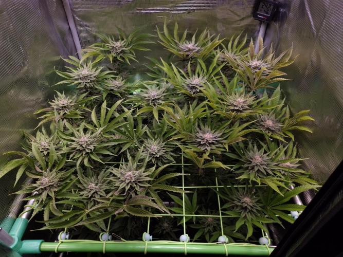 • Lemon Orange •. Week 12