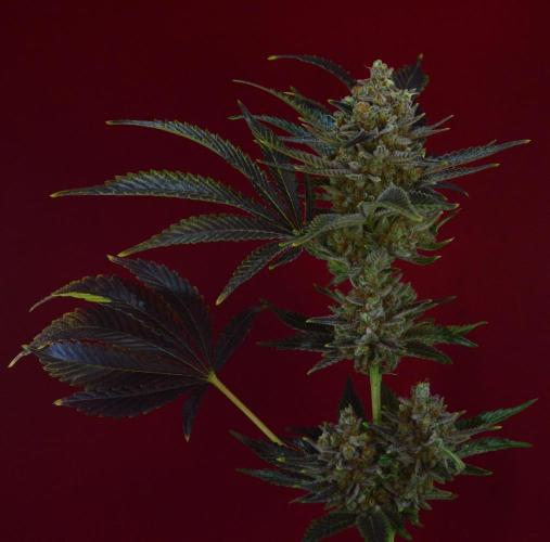 •WC×BBC • Lemonite•. Week 17 - Last shots