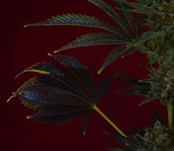 •WC×BBC • Lemonite•. Week 17